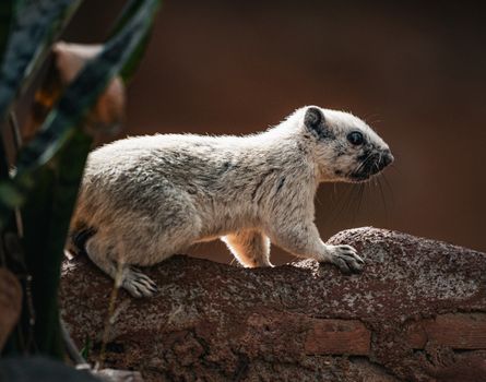 Close-up of a squirrel on a sunlit rock in Thailand's natural setting.