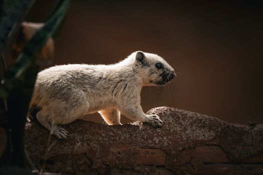 A beautifully detailed image of a rare white squirrel captured in its natural habitat in Thailand.