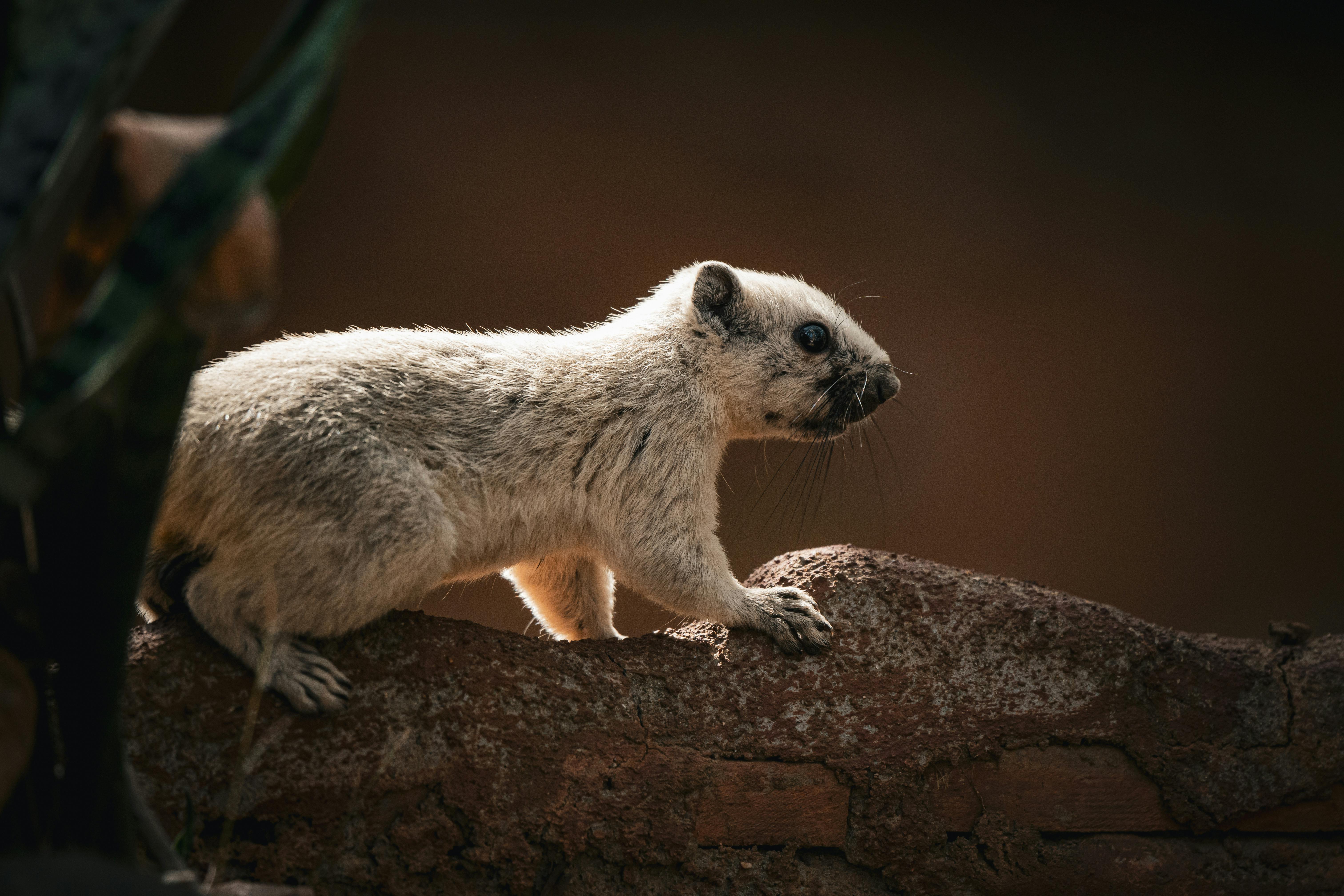 Free A beautifully detailed image of a rare white squirrel captured in its natural habitat in Thailand. Stock Photo