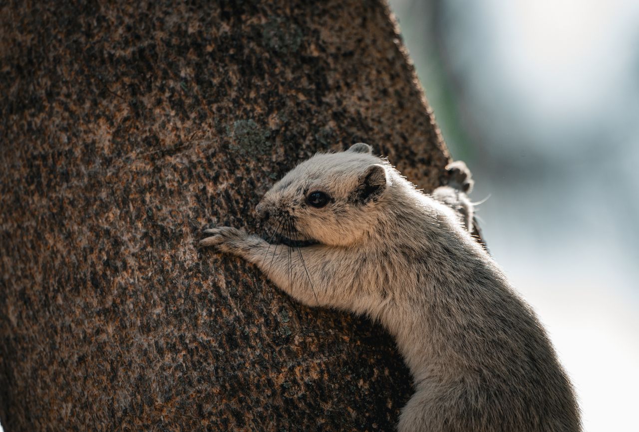 captured in thailand this close up shows a squirrel climbing a tree tr