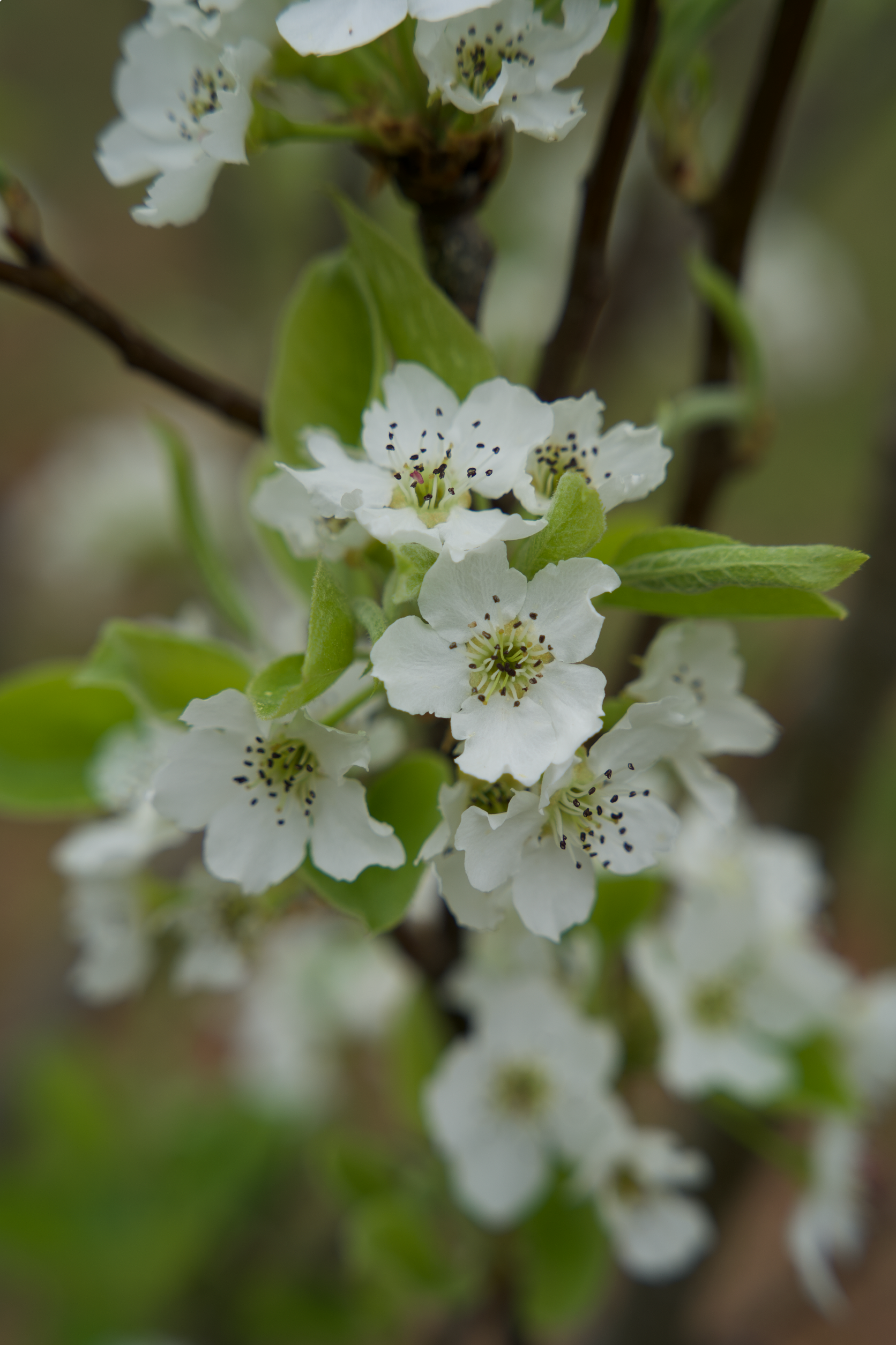 Close-up of Pear Blossoms in Bloom · Free Stock Photo