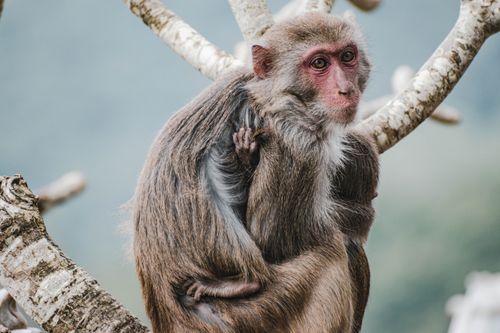 Free A mother monkey with her baby sitting on a tree branch, showcasing natural wildlife behavior. Stock Photo