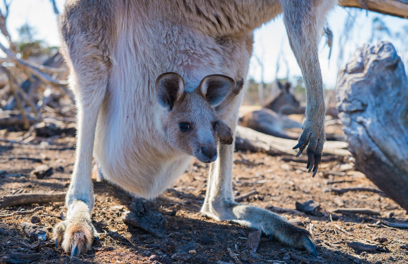 Editorial cover photograph accompanying Great Ocean Road Guide 2026 – Twelve Apostles, Koalas & Coastal Drive