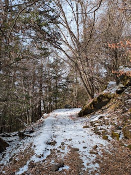 A scenic snowy path through a winter forest in Chino, Nagano, Japan.