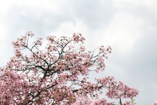 Cherry blossoms (early April) — Washington, DC