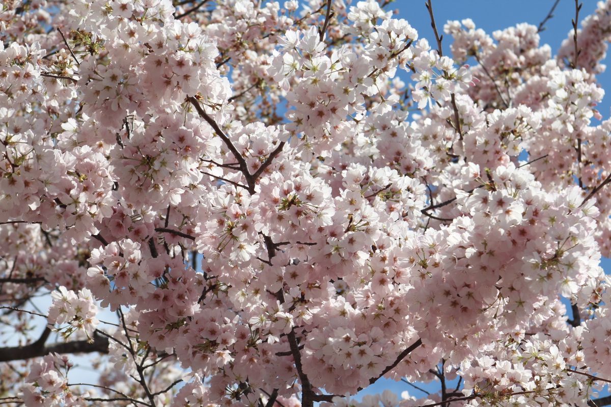 Mount Fuji with cherry blossoms in foreground