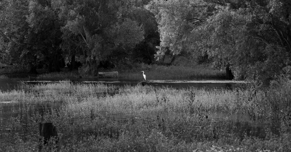 A graceful heron stands by a tranquil waterbody surrounded by lush trees in Embalse, Córdoba.