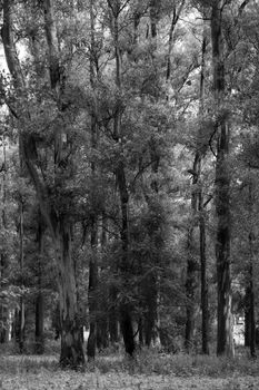 Black and white photo of eucalyptus trees in Embalse, Córdoba, Argentina.
