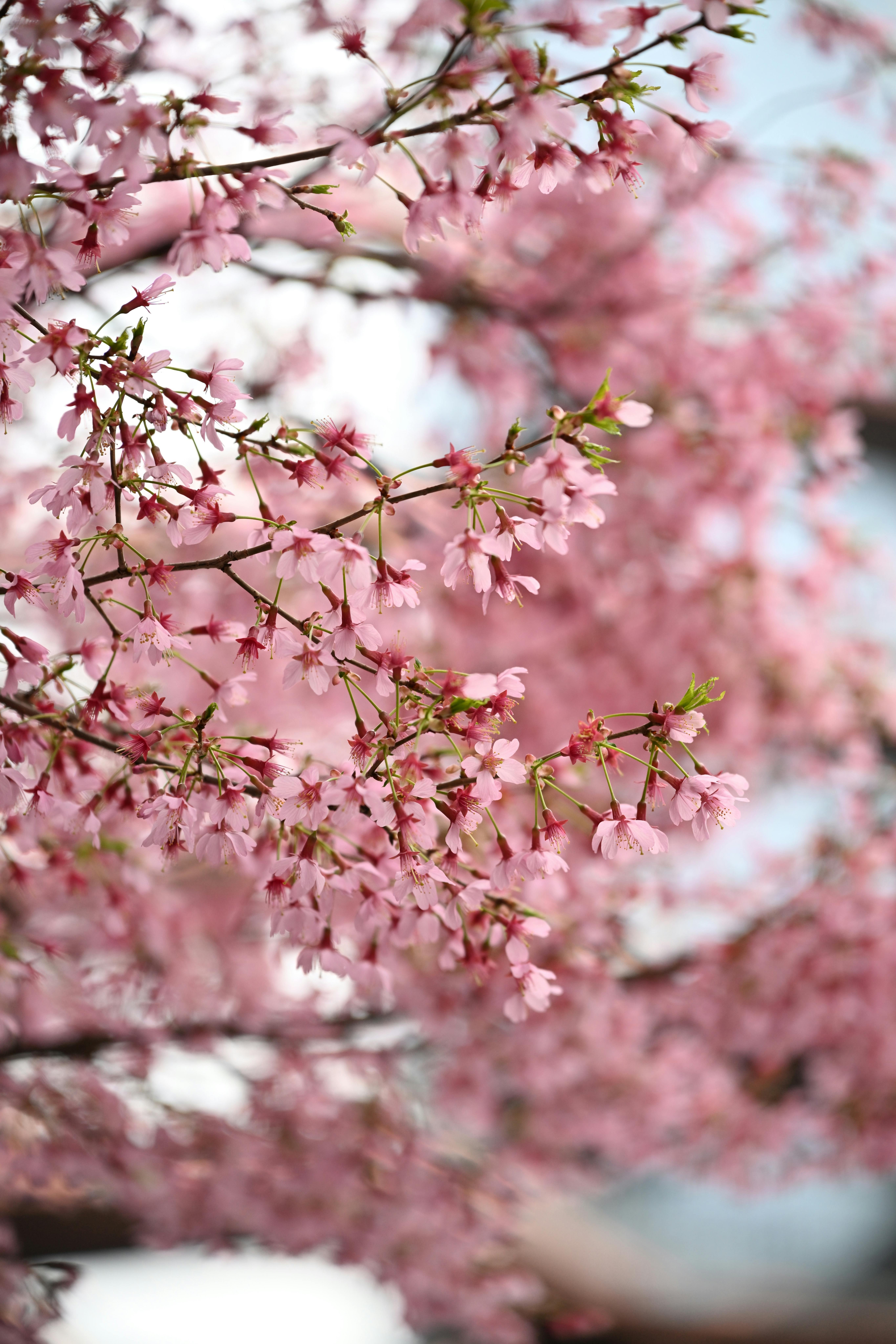 Close-up of vibrant cherry blossoms, signaling the arrival of spring with delicate petals.