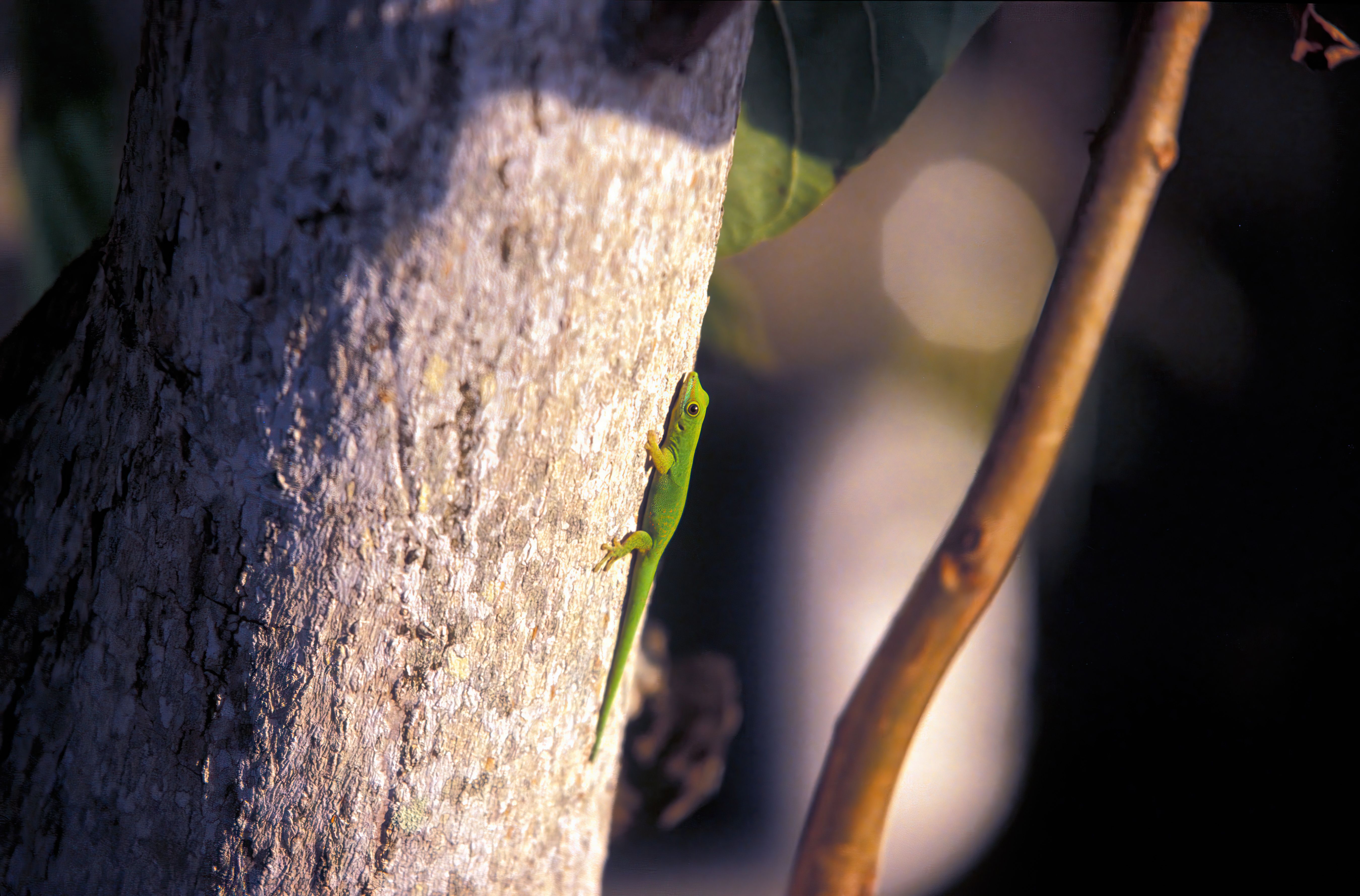 Green Gecko Climbing Tree in Seychelles · Free Stock Photo