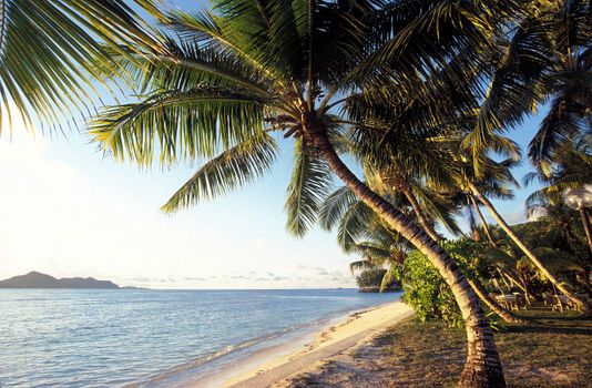 Plage idyllique des Seychelles avec palmiers et vue sur l'océan au lever du soleil.