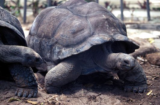Close-up of Aldabra giant tortoises in the Seychelles outdoors, showcasing their unique features.
