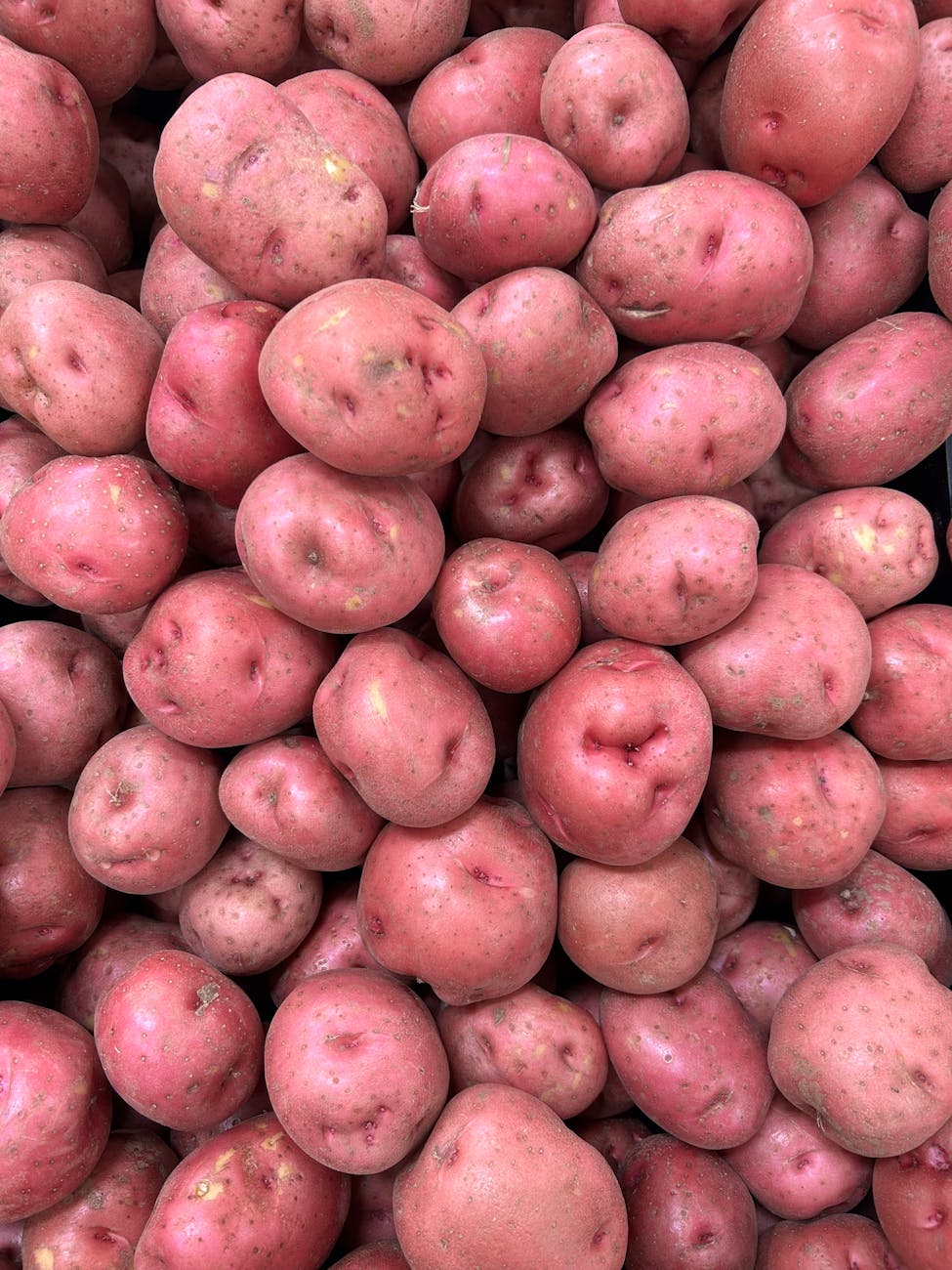 Mastering Potato Harvest Timing: When to Dig for New Potatoes vs. Storage, and How to Maximize Yields Without Damaging Tubers