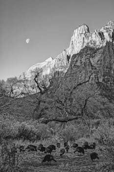 Wild turkeys and moon in Zion's rocky landscape, Utah.