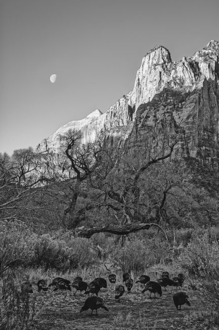 Wild turkeys and moon in Zion's rocky landscape, Utah.