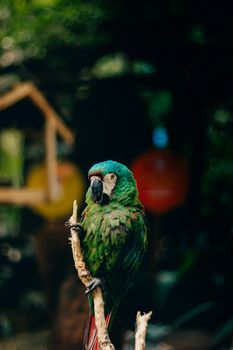parrot photo
