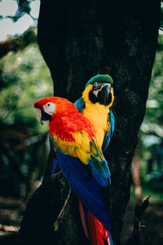 parrot photo