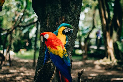 Free Colorful macaws sitting on a tree in a lush tropical forest. Stock Photo