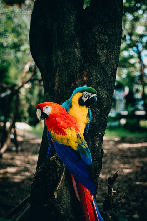 Free Colorful scarlet and blue-and-yellow macaws perched on a tree in Medellín, Colombia. Stock Photo