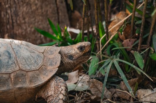Detailed portrait of a tortoise in its natural habitat in Thailand. Perfect for nature and wildlife enthusiasts.