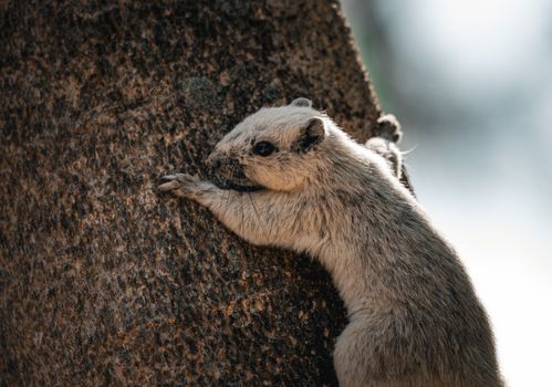 A squirrel clings to a tree trunk in Thailand, captured in natural daylight.