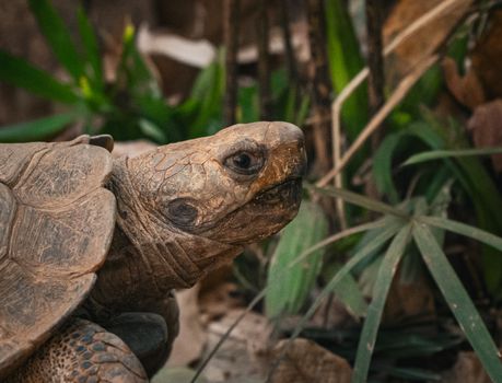 A detailed close-up of a tortoise in its natural habitat in Thailand, showcasing its intricate shell patterns.