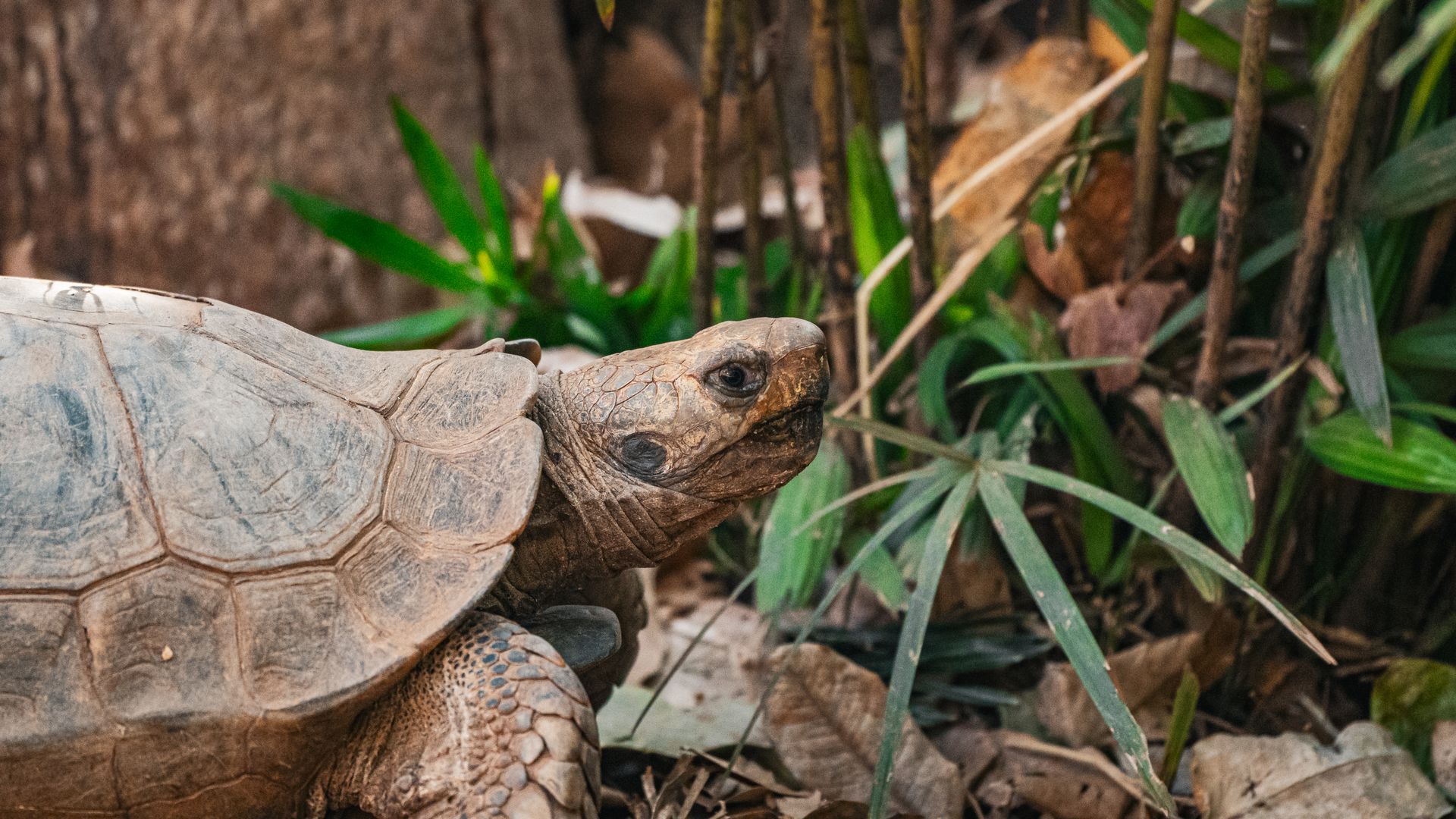 A turtle in its natural habitat surrounded by lush greenery in Thailand.