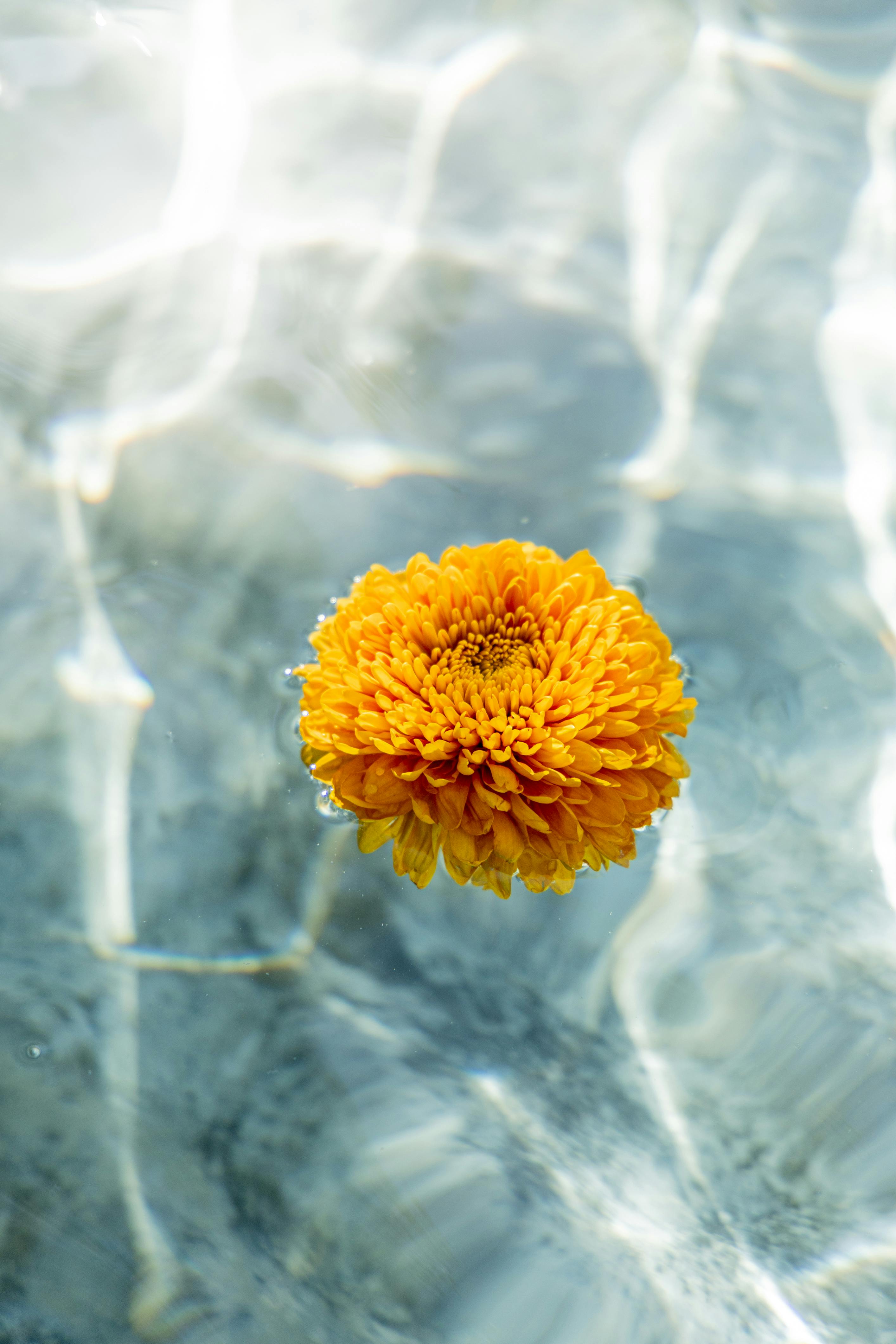 A vibrant marigold flower floats on crystal-clear water with sunlit reflections.