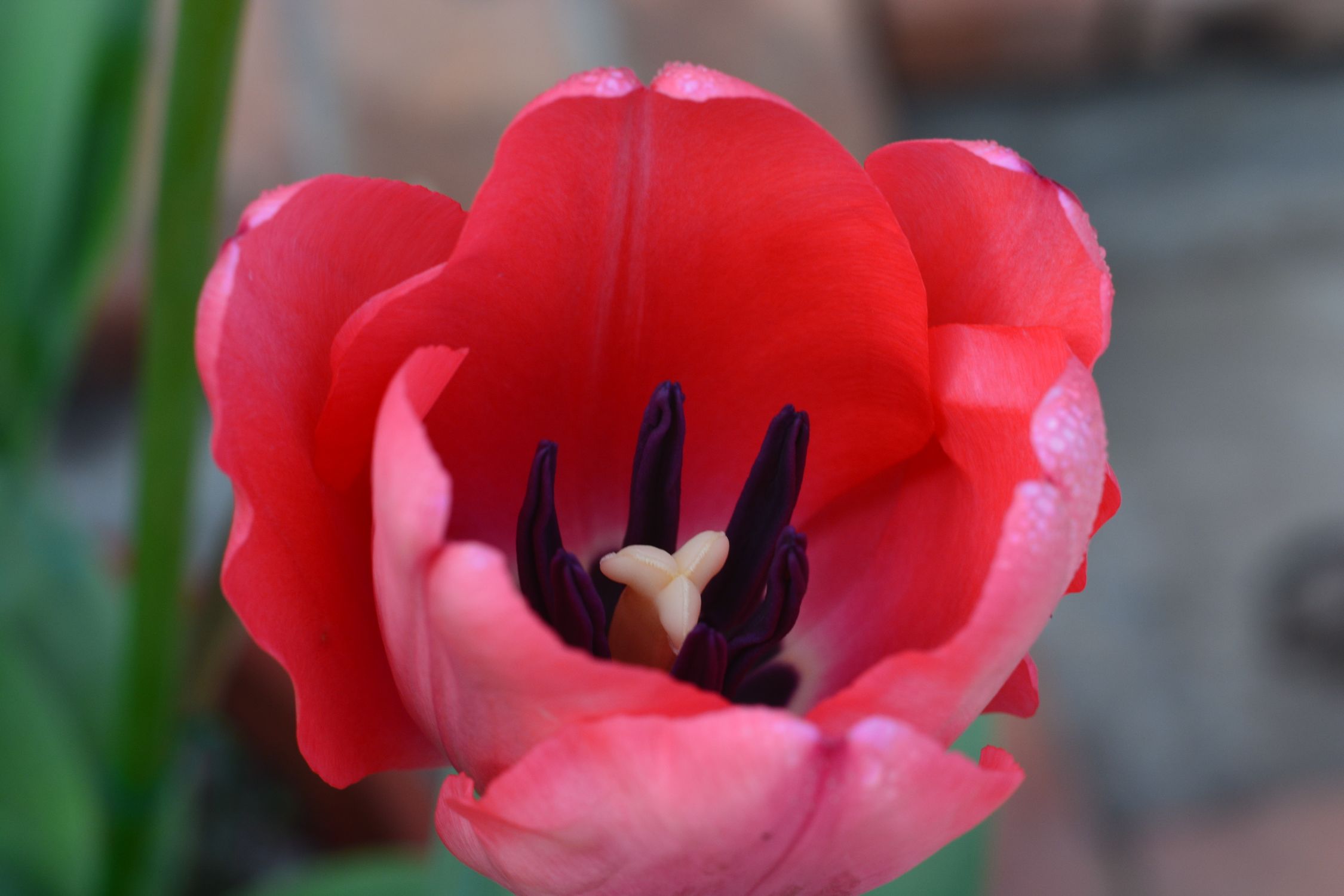 Rouges Plan Gros Plan D'une Tulipe Rouge Vibrante En Pleine Floraison · Photo gratuite