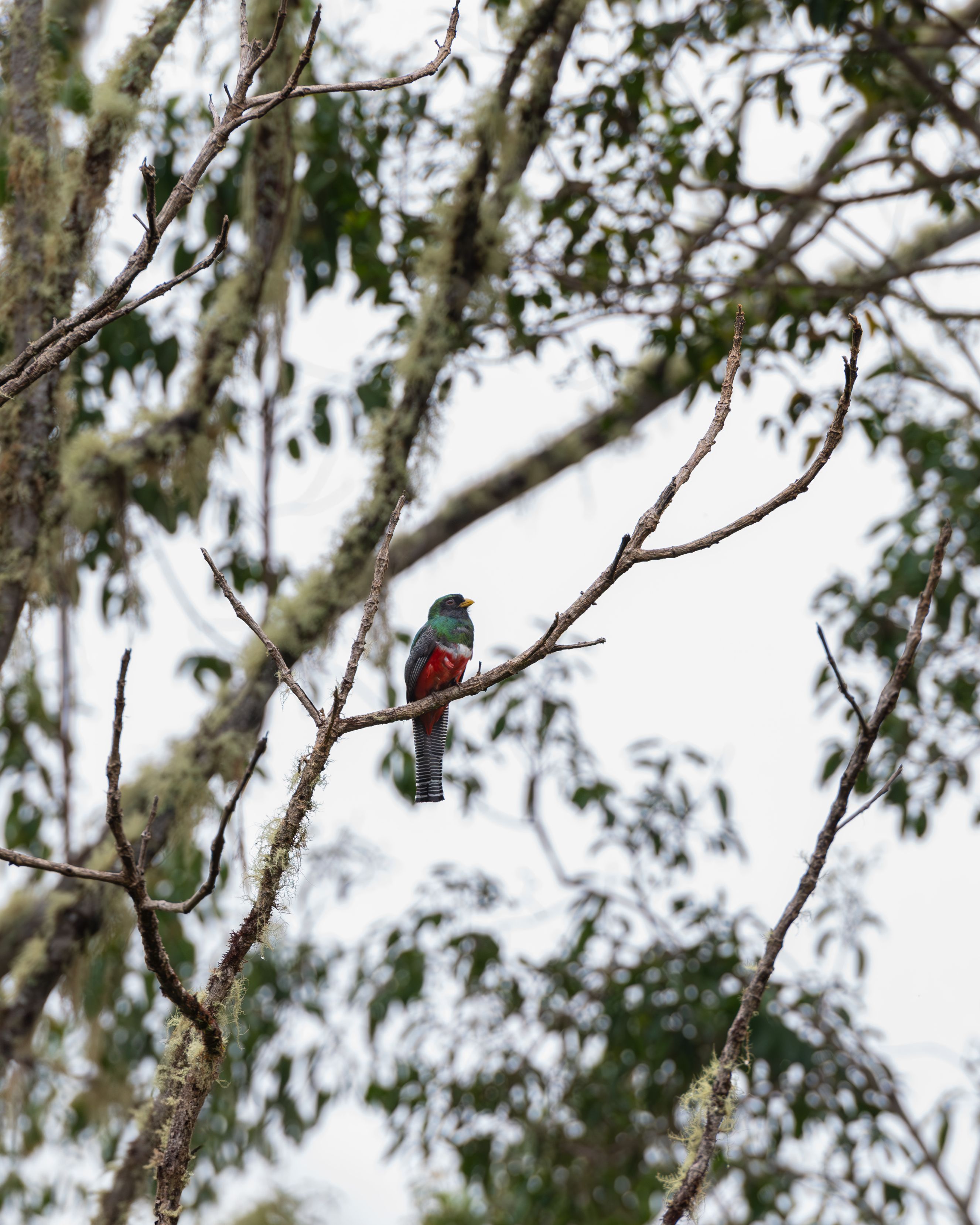 Fotomural Un trogón vibrante posado en una rama cubierta de musgo en los exuberantes bosques de Costa Rica.