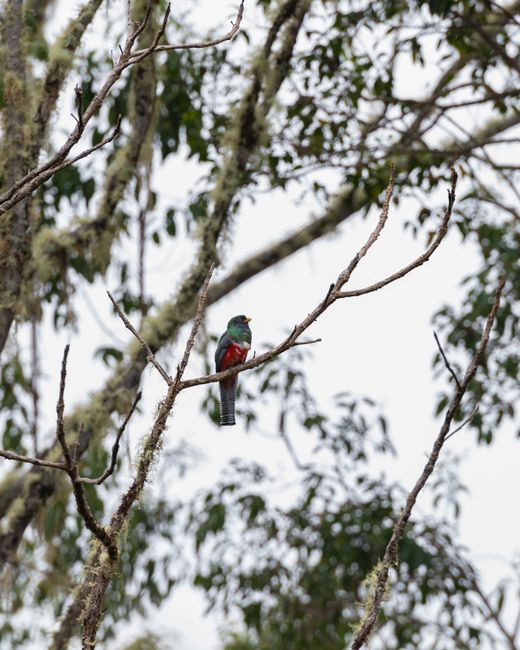 Fotomural Un trogón vibrante posado en una rama cubierta de musgo en los exuberantes bosques de Costa Rica.