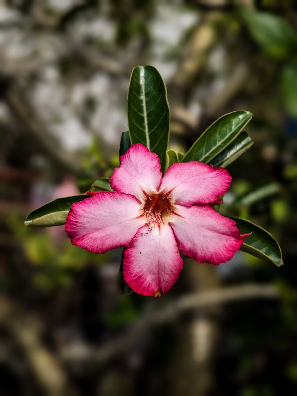Rosa em movimento