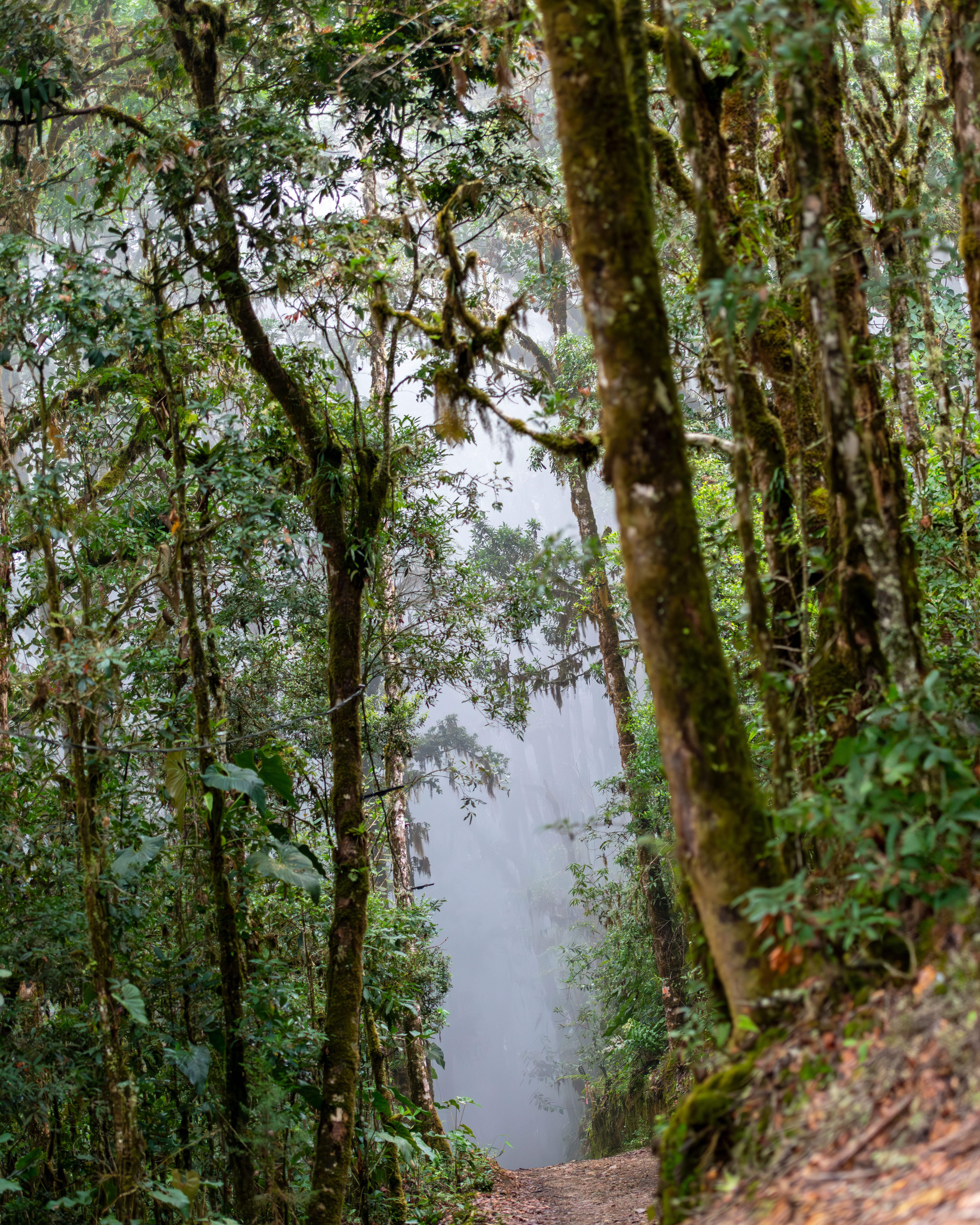 Quetzal Birdwatching at Parque Nacional Los Quetzales