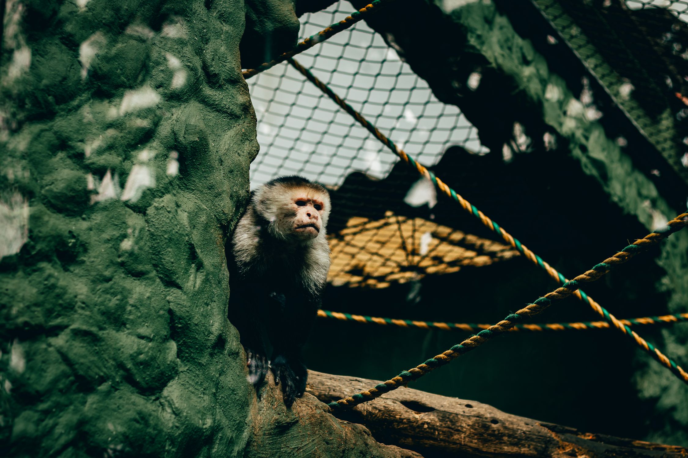 Monkey Incloser Captive Capuchin Monkey in Zoo Enclosure · Free Stock Photo