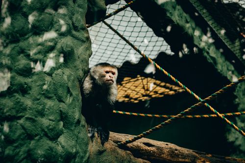 Free Capuchin monkey in a zoo enclosure looking out from behind mesh with sunlight filtering through. Stock Photo