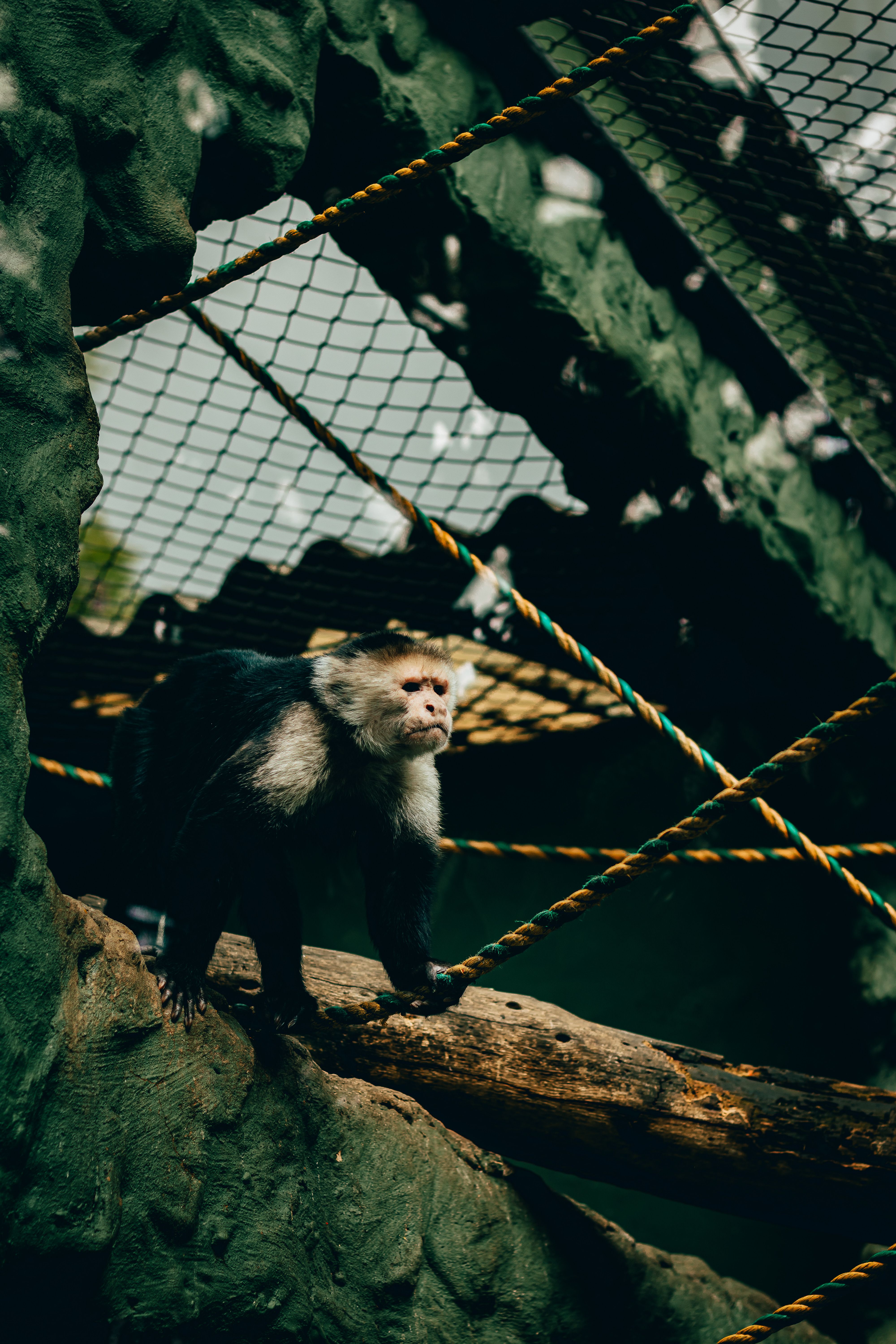 Captivating Capuchin Monkey in Captivity · Free Stock Photo