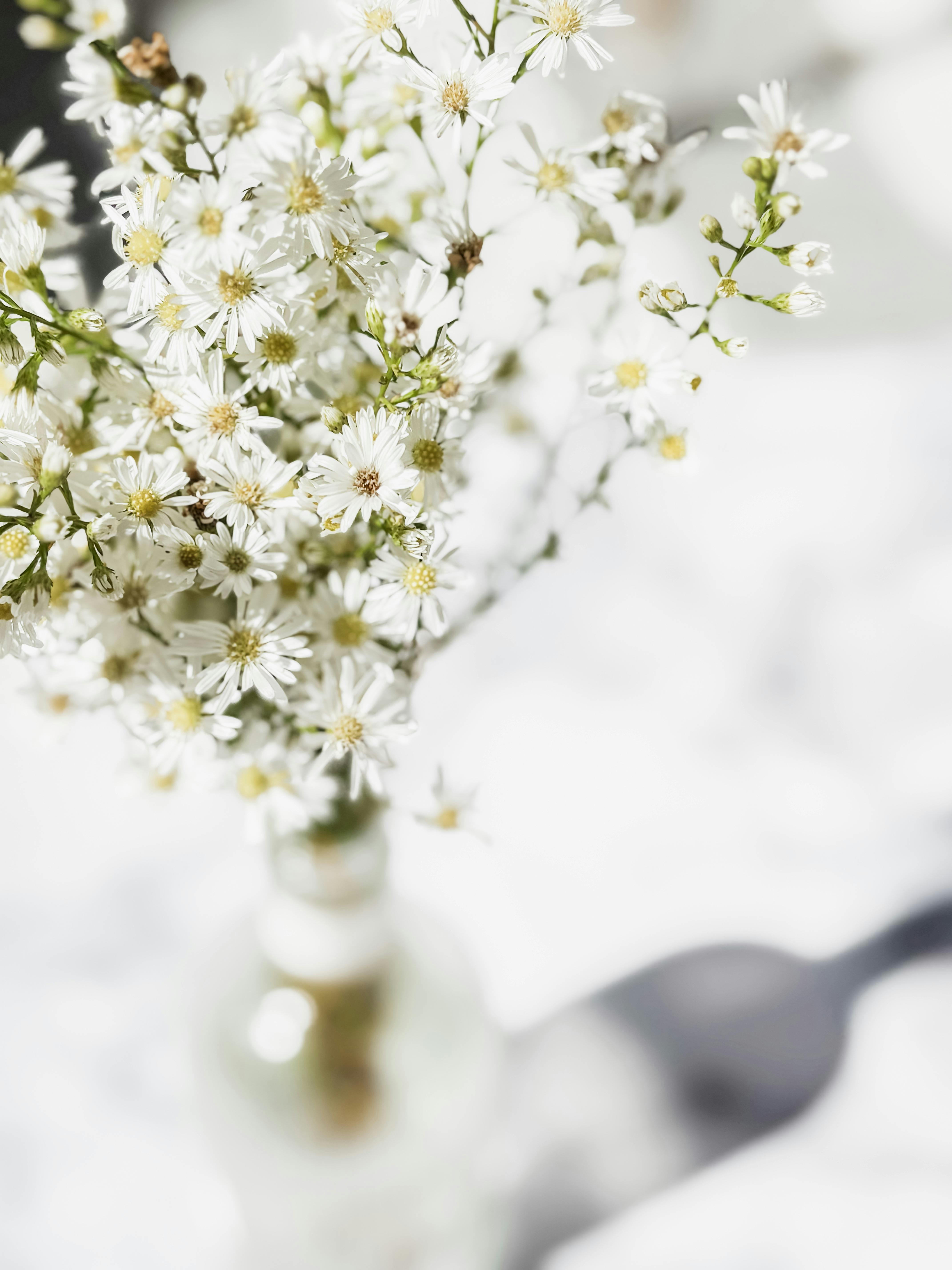 Close-up of white wildflowers in a glass vase bathed in natural light.