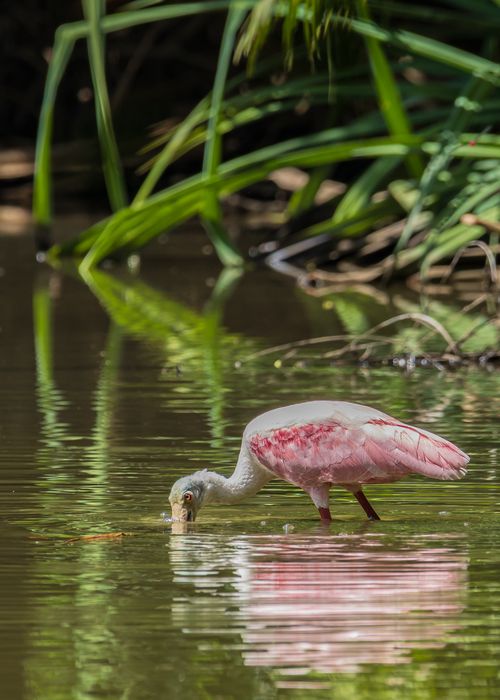 Free A roseate spoonbill searching for food in calm waters surrounded by lush greenery. Stock Photo