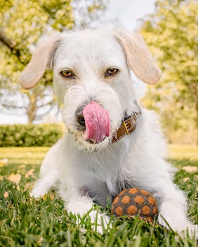 A cute white dog with tongue out, enjoying playtime with a ball on green grass in Peru.