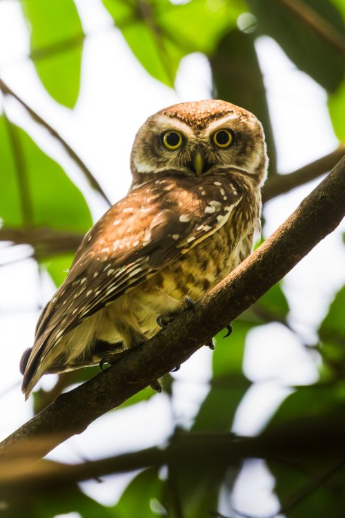 Free A Spotted Owlet perched on a branch with bright green leaves in the background, captured in daylight. Stock Photo