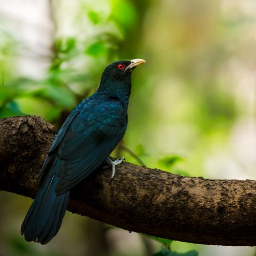 Free Vivid image of a male Asian koel with striking red eyes perched on a tree branch. Stock Photo