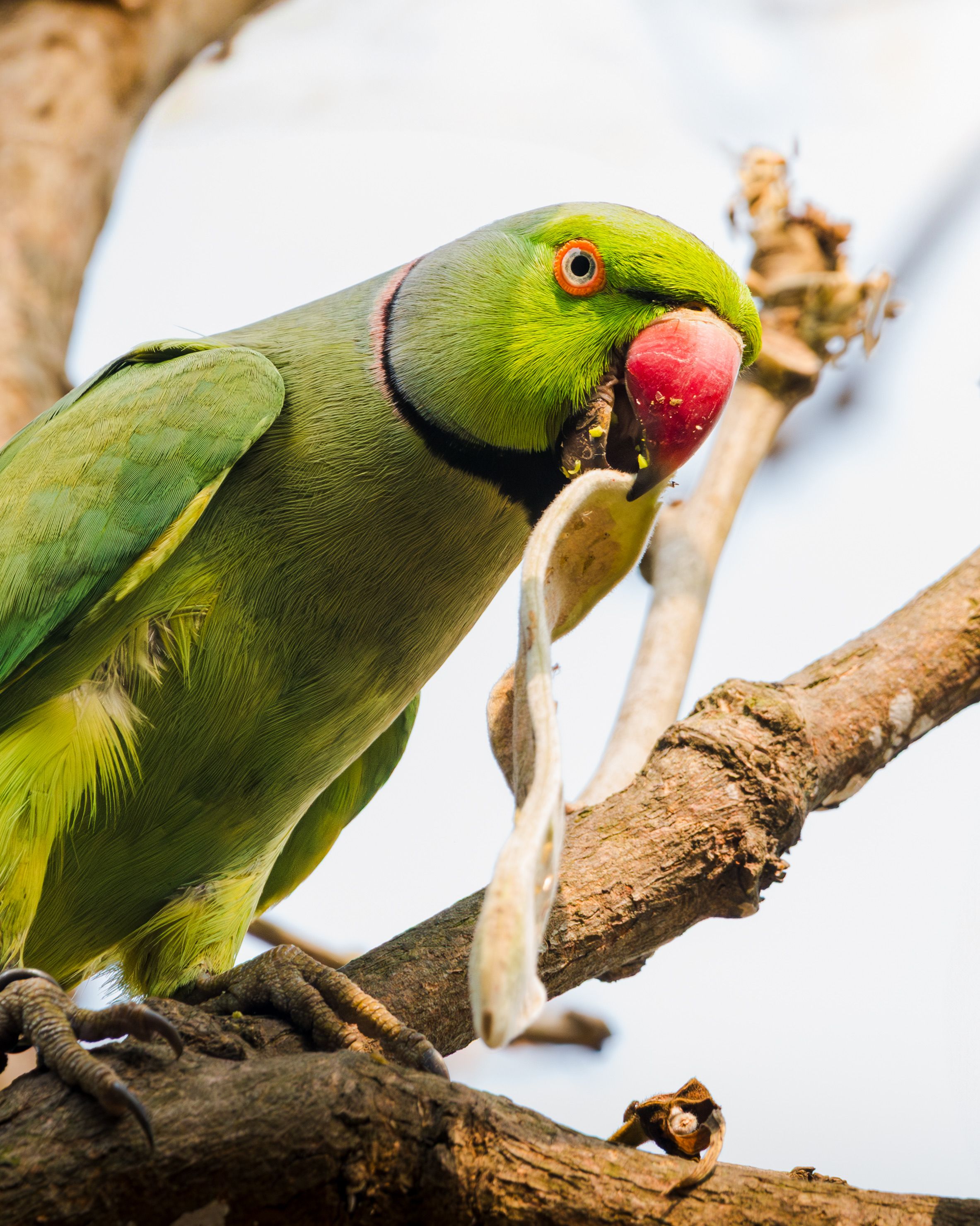 Common Respiratory Diseases in Pet Birds