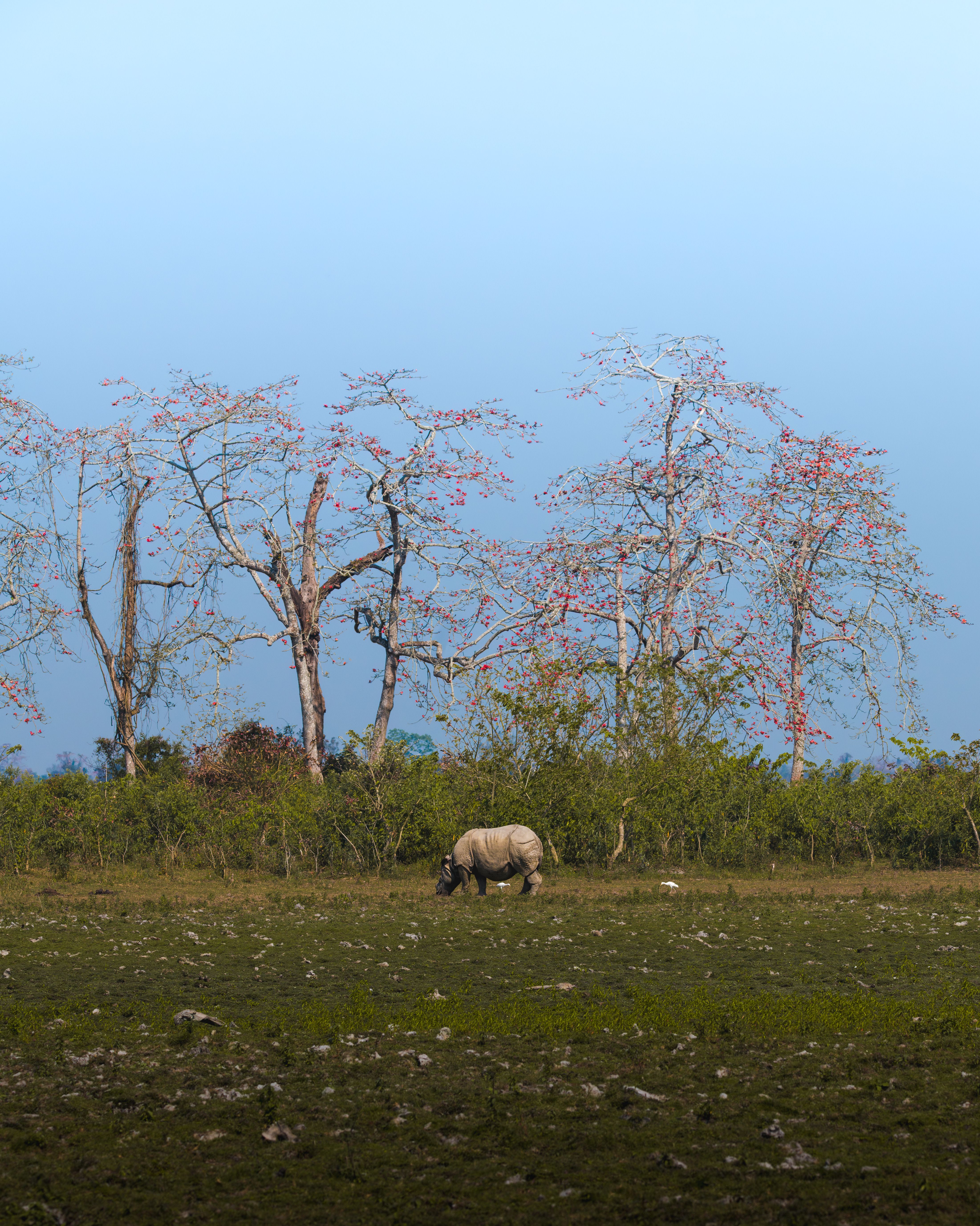 Assam Tour Packages