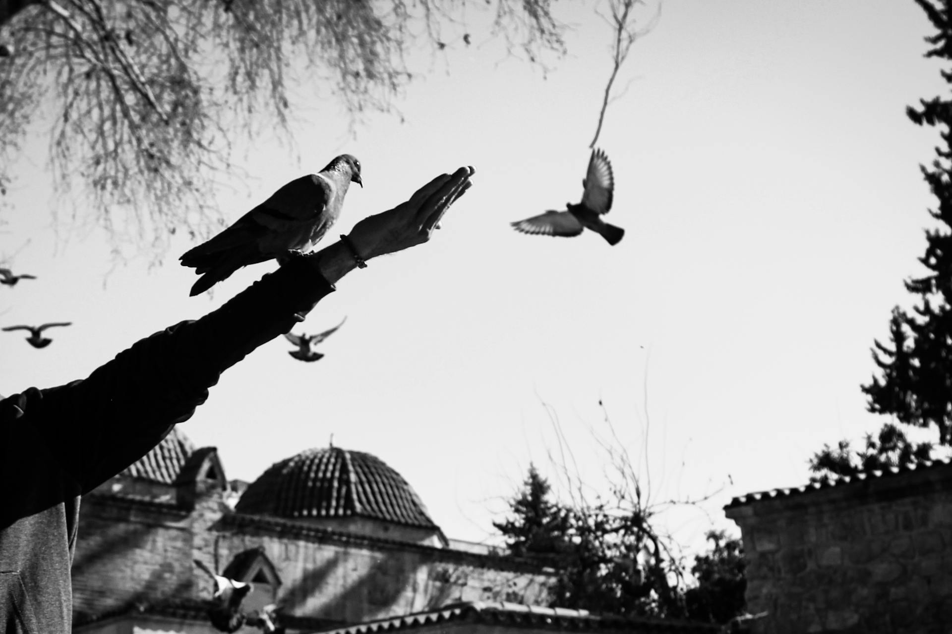 Silhouette of a hand releasing pigeons against a historical building in black and white.