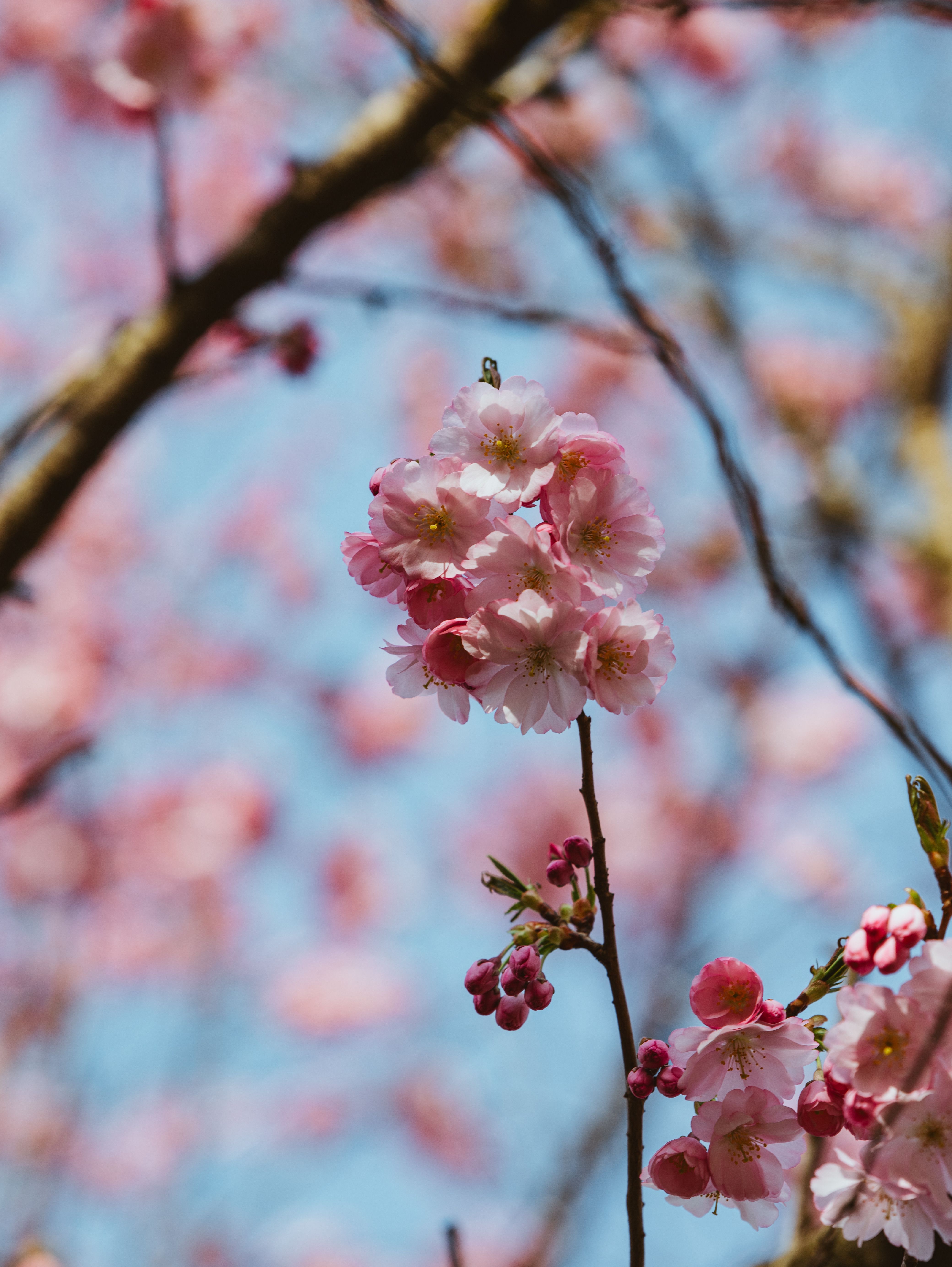 Vibrant Cherry Blossoms in Springtime Munich · Free Stock Photo