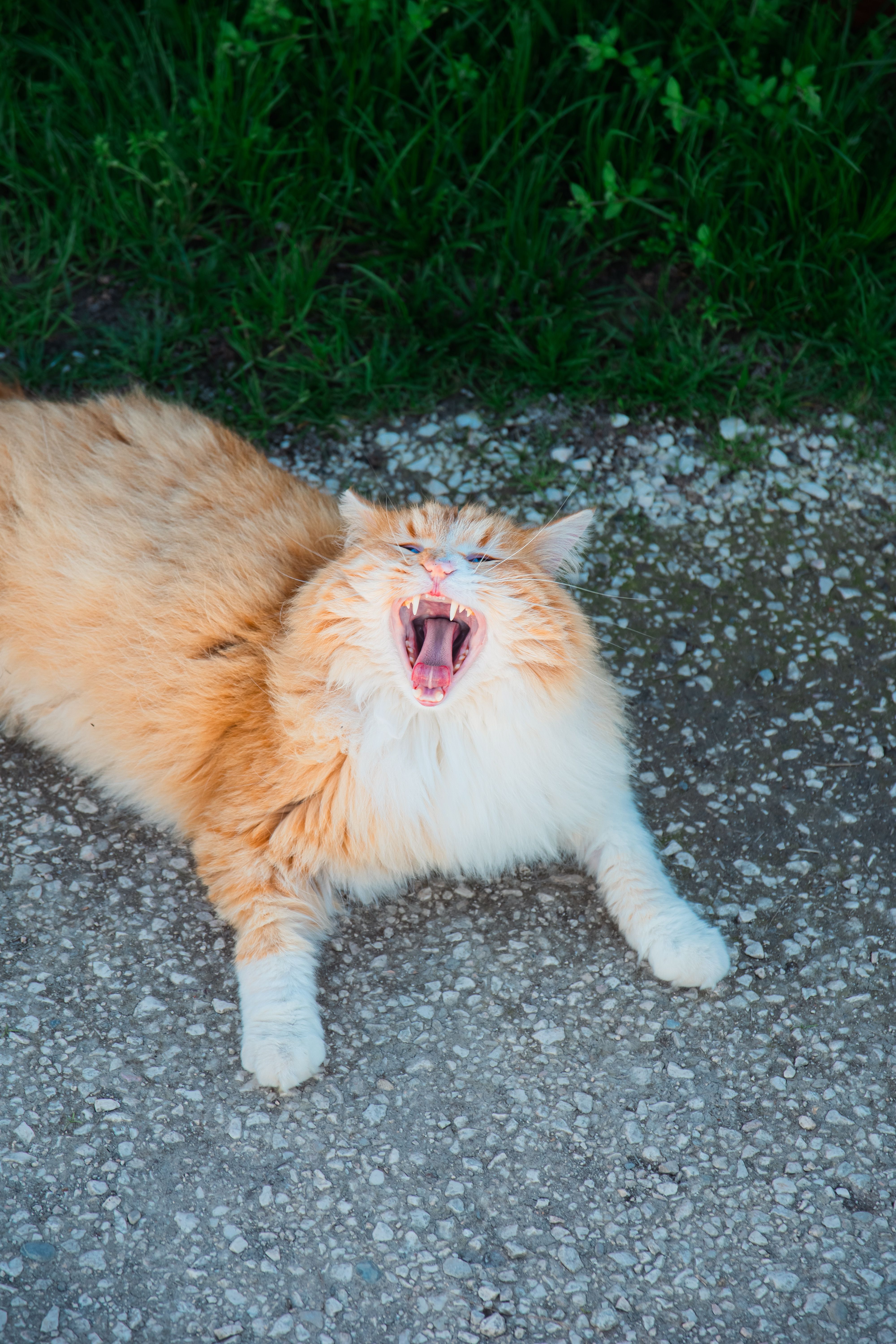 Playful Ginger Cat Yawning Outdoors · Free Stock Photo