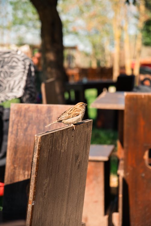 Free A sparrow sits casually on a wooden chair in a sunny outdoor setting. Stock Photo
