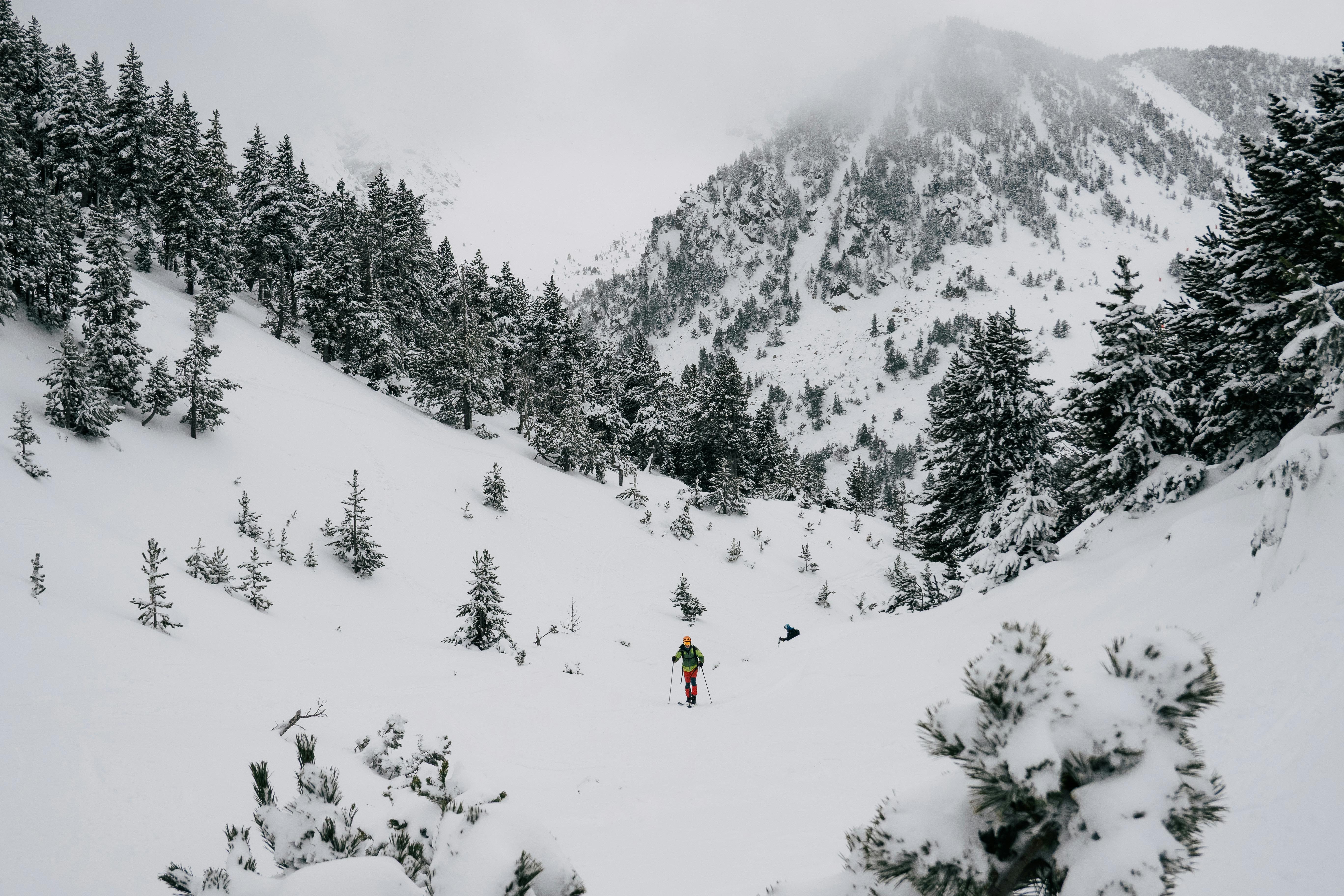 Skier in vibrant gear navigating a pristine snowy slope with pine trees around.