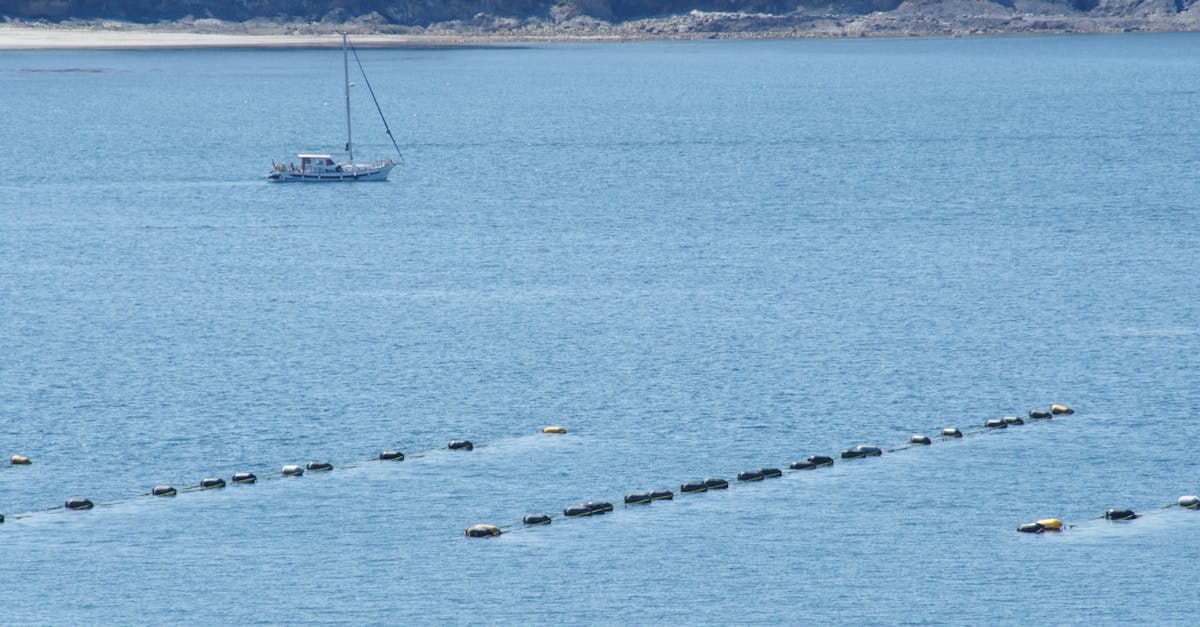 全台唯一「海牛採蚵」文化資產 芳苑國際海牛文化節熱鬧登場(有影片)