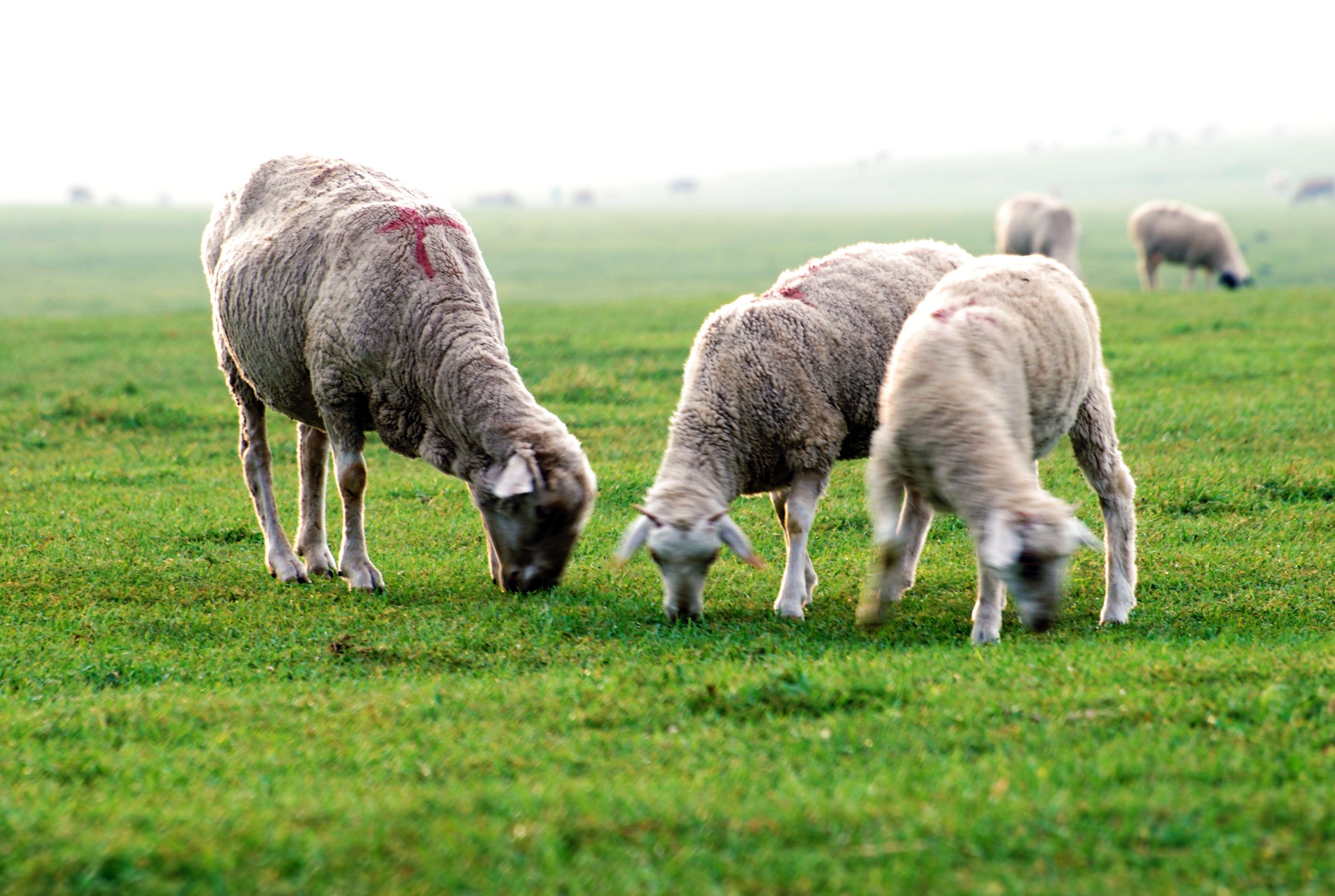 Sheep Grazing Peacefully on Misty Pasture · Free Stock Photo